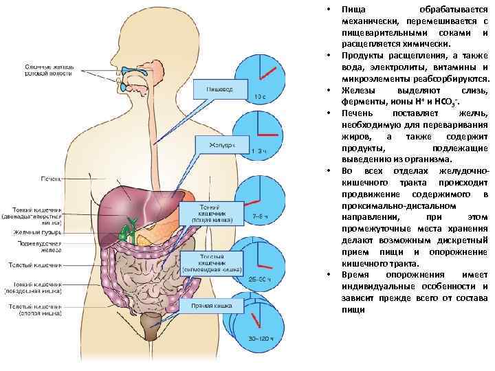 Пищеварение 8 класс