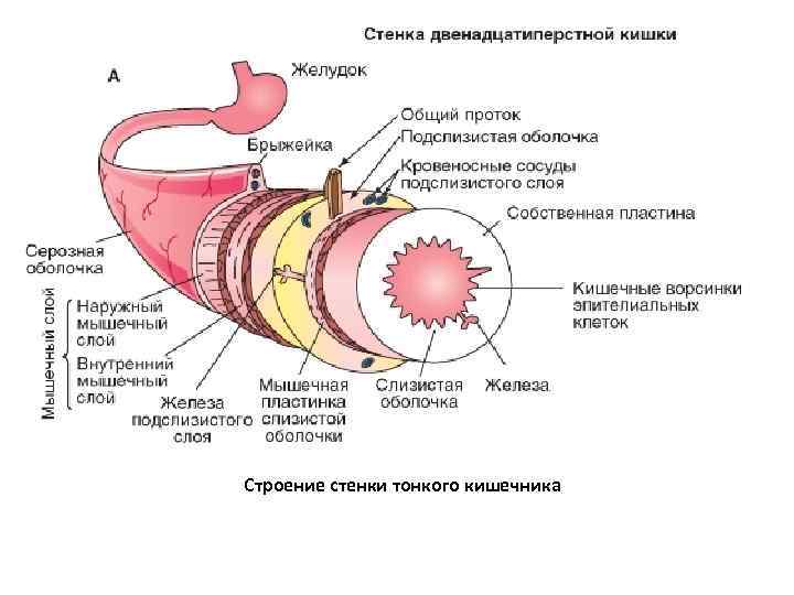 Двенадцатиперстная кишка гистология рисунок с подписями