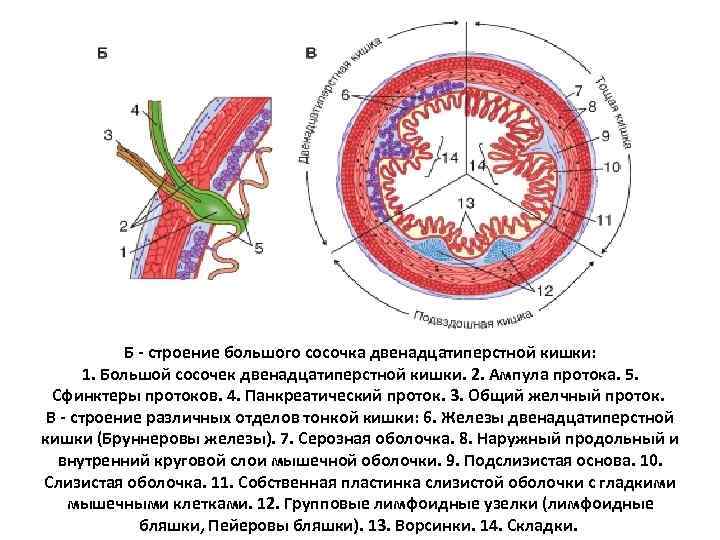 Строение крупно. Строение большого сосочка двенадцатиперстной кишки. Большой сосочек двенадцатиперстной кишки строение. Большой сосочек двенадцатиперстной кишки анатомия. Анатомия большого дуоденального сосочка.