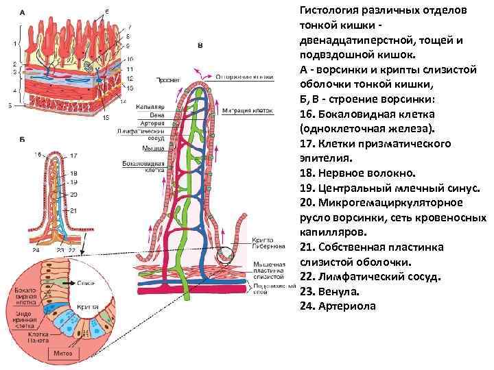 Особенность строения ворсинки кишки