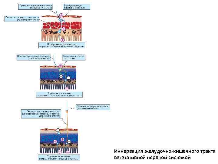 Иннервация желудочно-кишечного тракта вегетативной нервной системой 