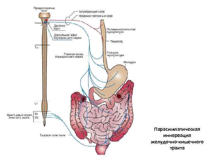 Парасимпатическая иннервация желудочно-кишечного тракта 