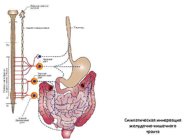 Нервный желудок. Иннервация желудочно-кишечного тракта. Симпатическая иннервация желудка. Симпатическая иннервация толстой кишки. Иннервация ЖКТ схема.