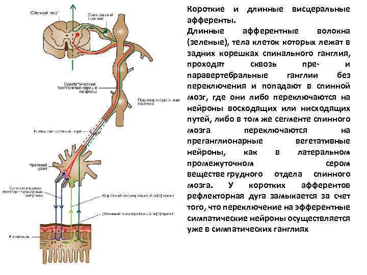 Короткие и длинные висцеральные афференты. Длинные афферентные волокна (зеленые), тела клеток которых лежат в