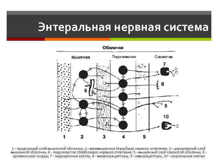 Энтеральная нервная система 1 - продольный слой мышечной оболочки, 2 - межмышечное (Ауэрбаха) нервное