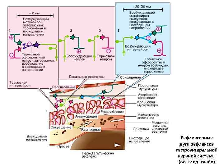 Рефлекторные дуги рефлексов гастроэнтеральной нервной системы (см. след. слайд) 