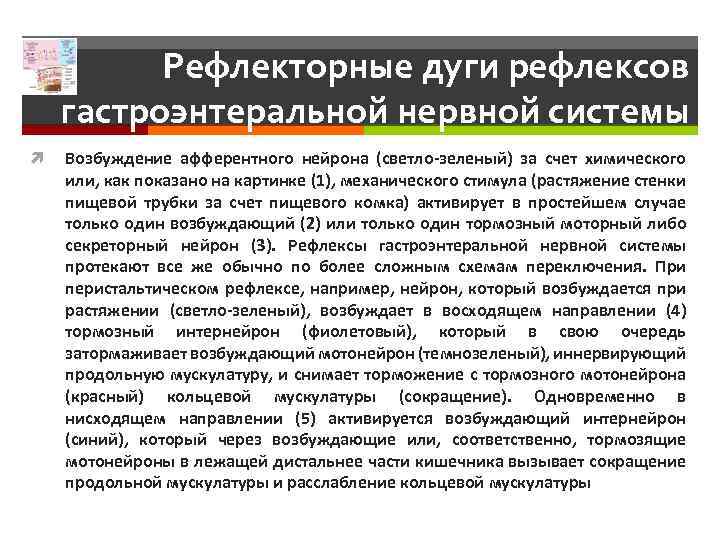 Рефлекторные дуги рефлексов гастроэнтеральной нервной системы Возбуждение афферентного нейрона (светло-зеленый) за счет химического или,