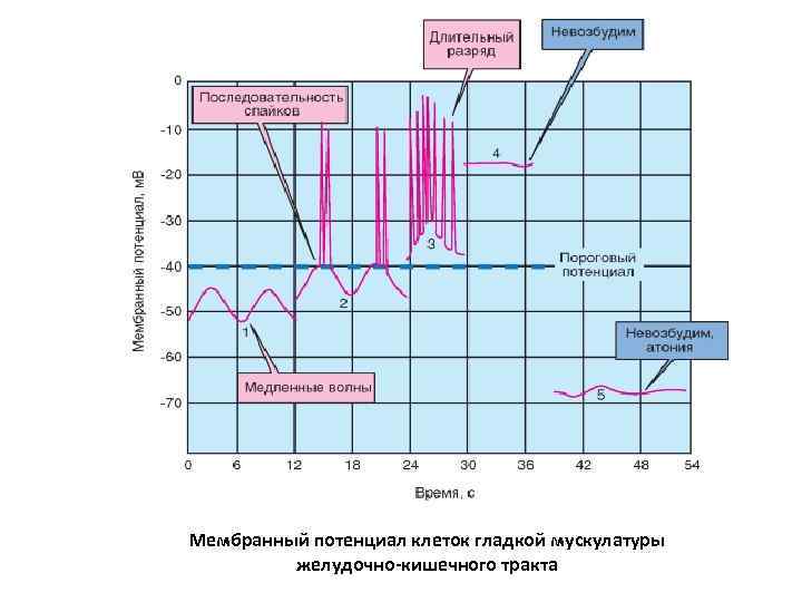 Мембранный потенциал клеток гладкой мускулатуры желудочно-кишечного тракта 