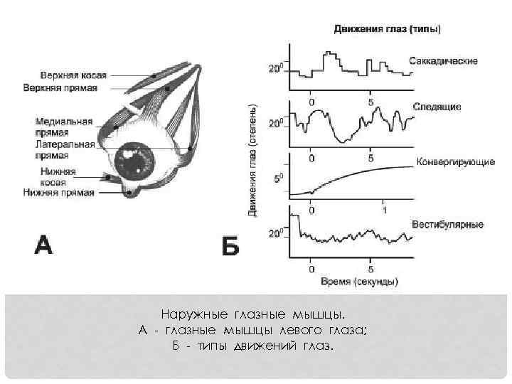 Наружные глазные мышцы. А - глазные мышцы левого глаза; Б - типы движений глаз.