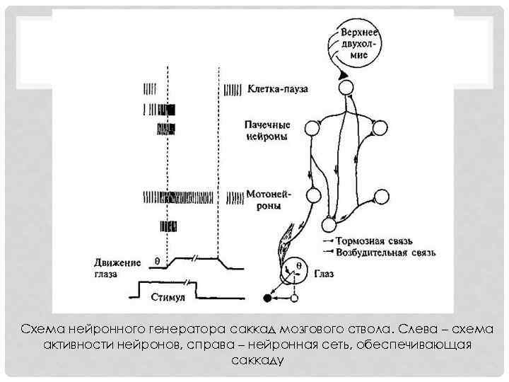 Схема нейронного генератора саккад мозгового ствола. Слева – схема активности нейронов, справа – нейронная