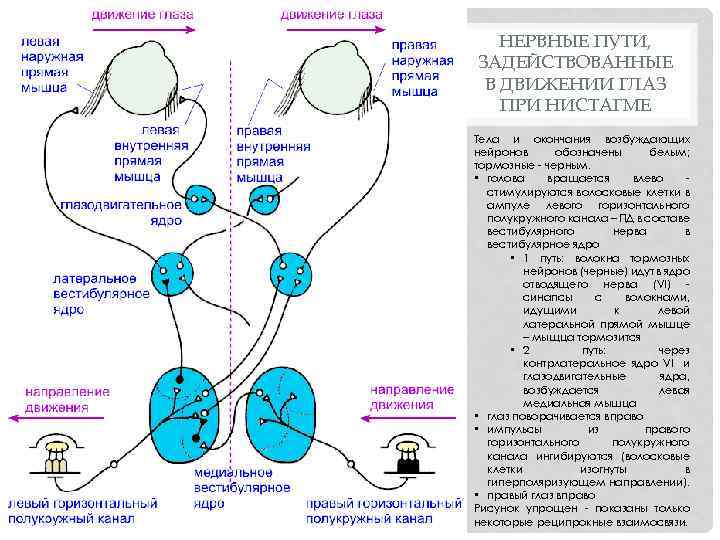 НЕРВНЫЕ ПУТИ, ЗАДЕЙСТВОВАННЫЕ В ДВИЖЕНИИ ГЛАЗ ПРИ НИСТАГМЕ Тела и окончания возбуждающих нейронов обозначены