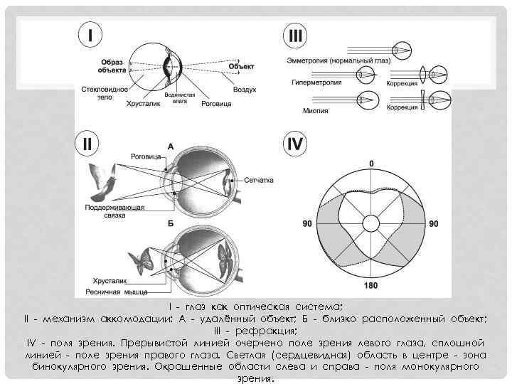 I - глаз как оптическая система; II - механизм аккомодации: А - удалённый объект;