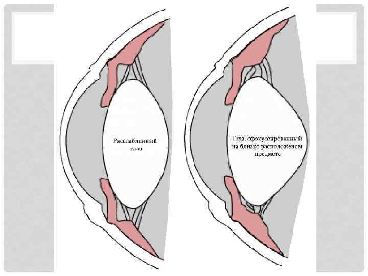 АККОМОДАЦИЯ 