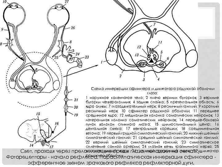 Схема иннервации сфинктера и дилятатора радужной оболочки глаза: 1 наружное коленчатое тело; 2 плечо