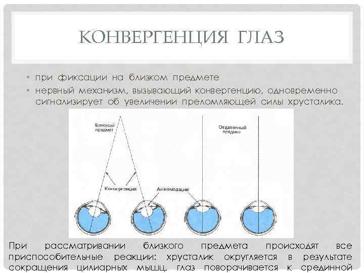 Ближайшая точка зрения. Конвергенция зрительных осей. Механизм конвергенции глаза. Конвергенция и дивергенция глаз. Конвергенция и аккомодация глаз.