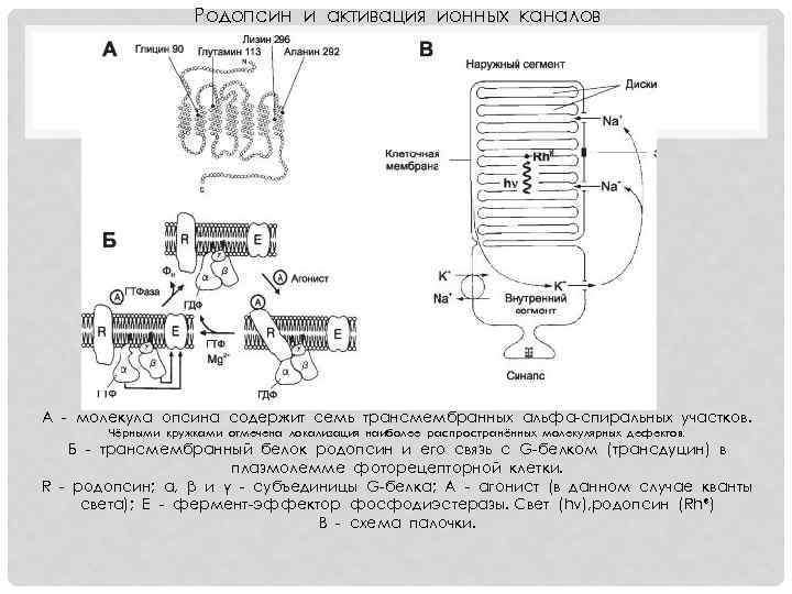 Родопсин и активация ионных каналов А - молекула опсина содержит семь трансмембранных альфа-спиральных участков.