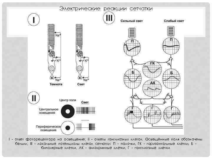 Электрические реакции сетчатки I - ответ фоторецептора на освещение; II - ответы ганглиозных клеток.