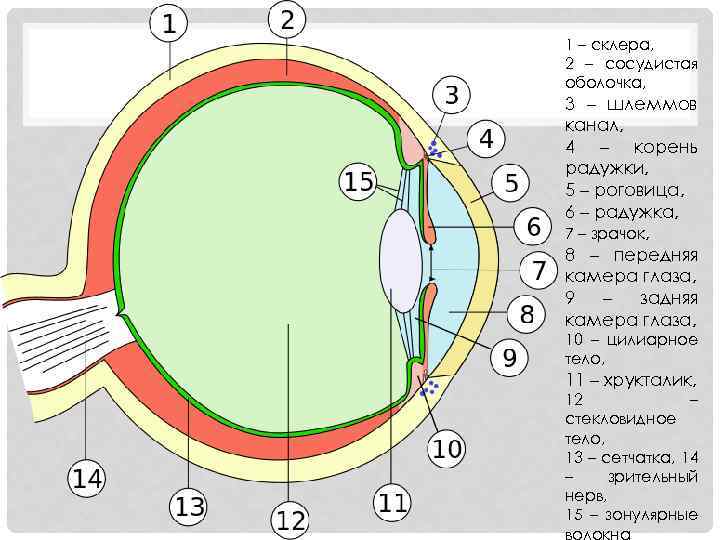 1 – склера, 2 – сосудистая оболочка, 3 – шлеммов канал, 4 – корень