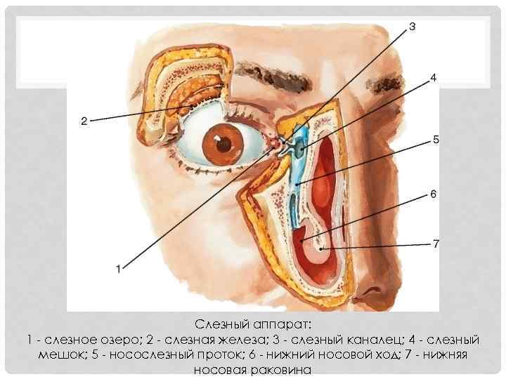 Носослезный канал открывается. Слёзная железа анатомия. Анатомия глаза слезный мешок. Носослезный проток анатомия. Носослезный мешок анатомия.