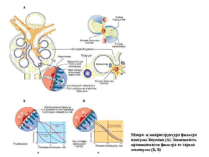 Макро- и микроструктура фильтра капсулы Боумена (А). Зависимость проницаемости фильтра от заряда молекулы (Б,
