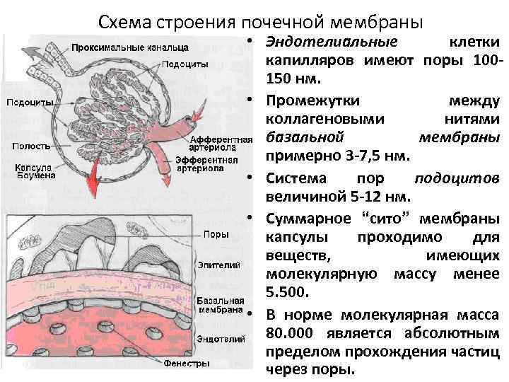 Схема строения почечной мембраны • Эндотелиальные клетки капилляров имеют поры 100150 нм. • Промежутки