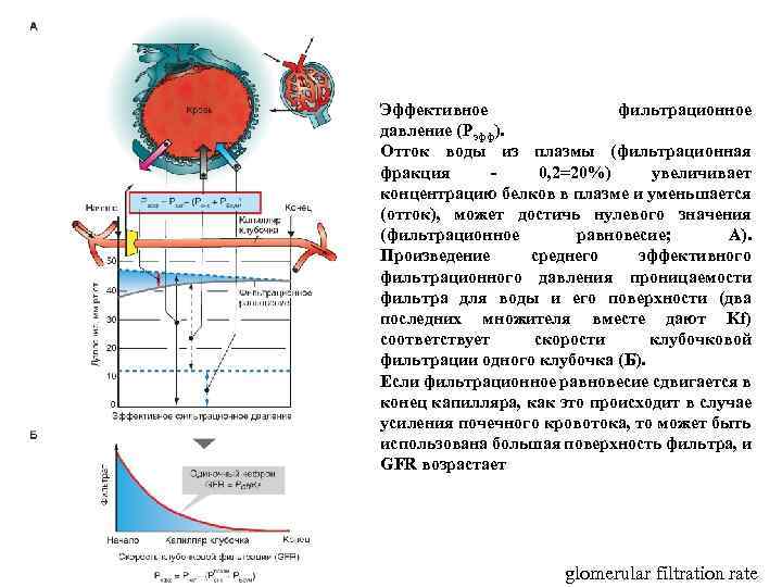 Эффективное фильтрационное давление (Рэфф). Отток воды из плазмы (фильтрационная фракция - 0, 2=20%) увеличивает