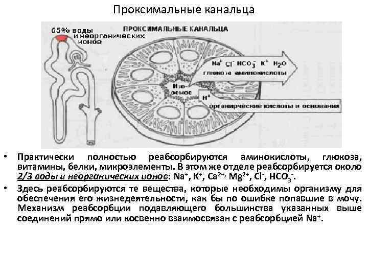 Проксимальные канальца • Практически полностью реабсорбируются аминокислоты, глюкоза, витамины, белки, микроэлементы. В этом же