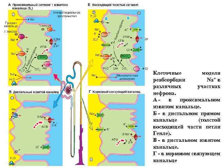 Клеточные модели реабсорбции Na+ в различных участках нефрона. А - в проксимальном извитом канальце.