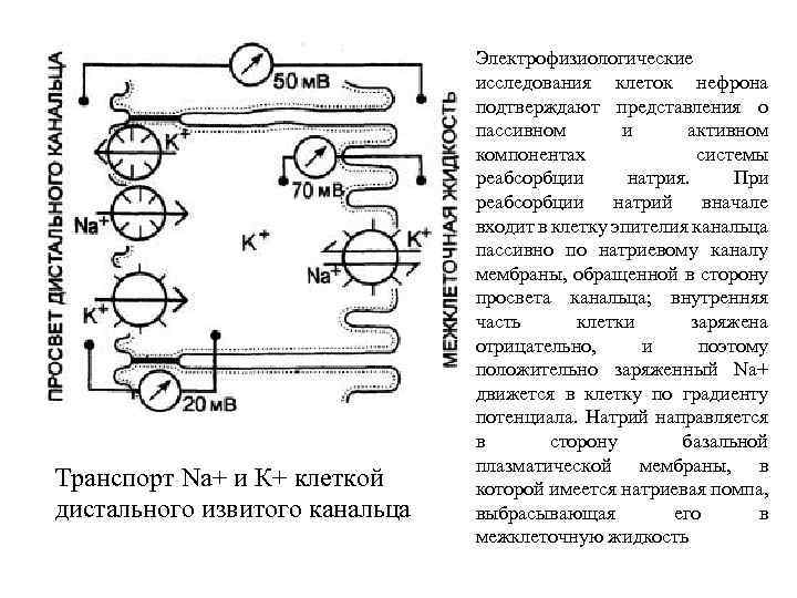 Транспорт Na+ и К+ клеткой дистального извитого канальца Электрофизиологические исследования клеток нефрона подтверждают представления