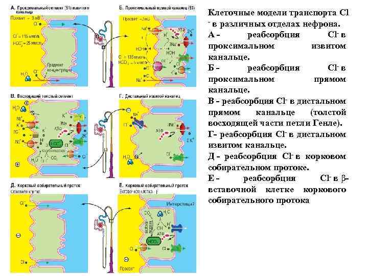 Клеточные модели транспорта Cl - в различных отделах нефрона. А - реабсорбция Cl- в