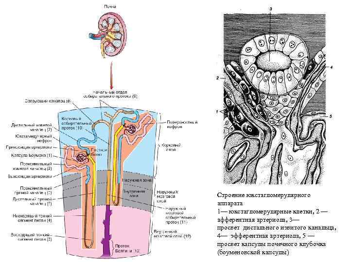 Юкстагломерулярный аппарат схема