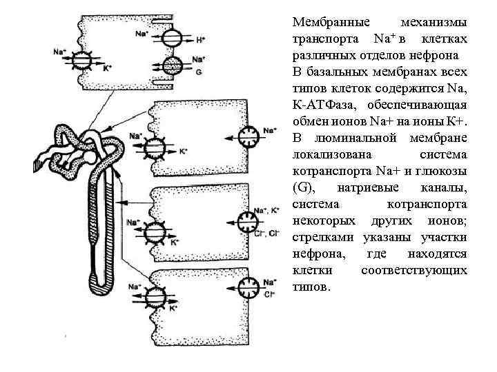Мембранные механизмы транспорта Na+ в клетках различных отделов нефрона В базальных мембранах всех типов