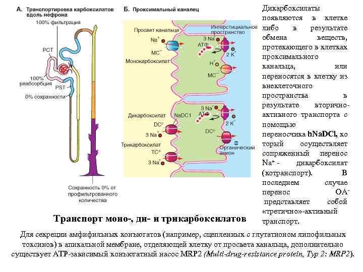 Транспорт моно-, ди- и трикарбоксилатов Дикарбоксилаты появляются в клетке либо в результате обмена веществ,