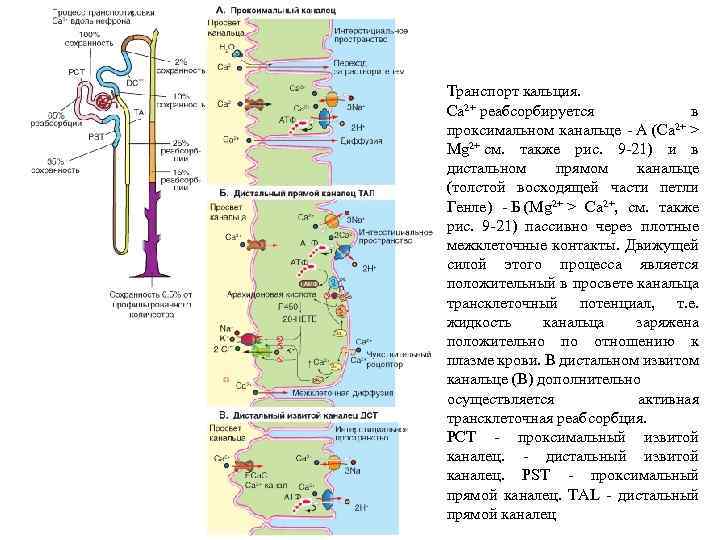 Транспорт кальция. Ca 2+ реабсорбируется в проксимальном канальце - А (Ca 2+ > Mg