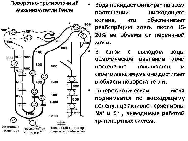 Поворотно-противоточный механизм петли Генле • Вода покидает фильтрат на всем протяжении нисходящего колена, что