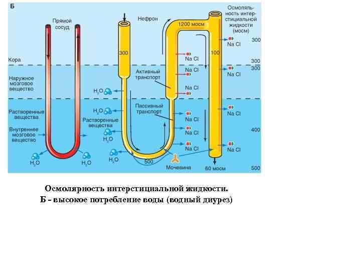 Осмолярность интерстициальной жидкости. Б - высокое потребление воды (водный диурез) 