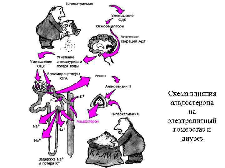 Схема влияния альдостерона на электролитный гомеостаз и диурез 
