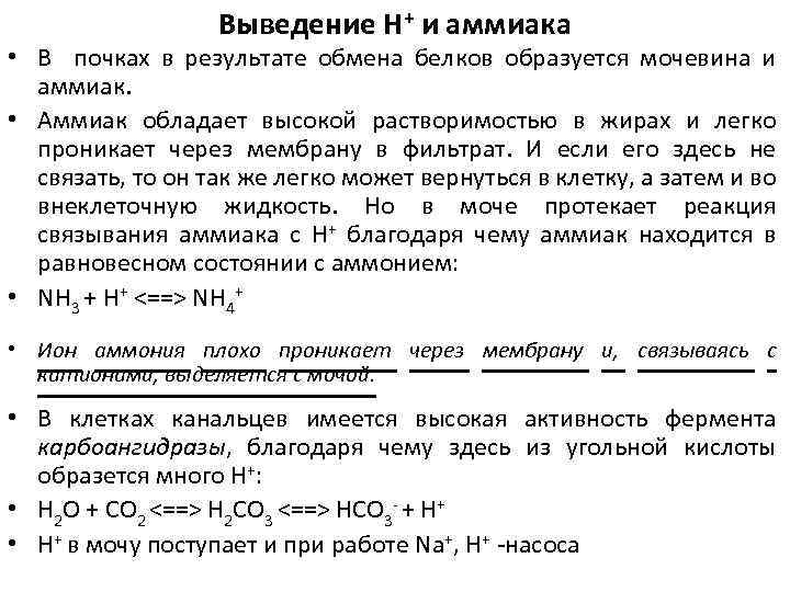 Выведение Н+ и аммиака • В почках в результате обмена белков образуется мочевина и