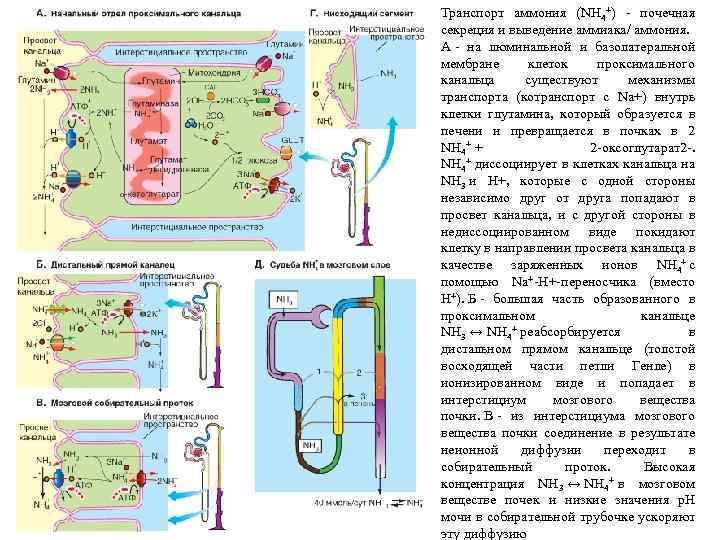 Транспорт аммония (NH 4+) - почечная секреция и выведение аммиака/ аммония. А - на