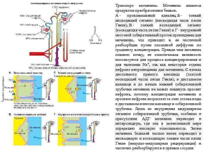 Транспорт мочевины. Мочевина является продуктом преобразования белков. А - проксимальный каналец. Б - тонкий