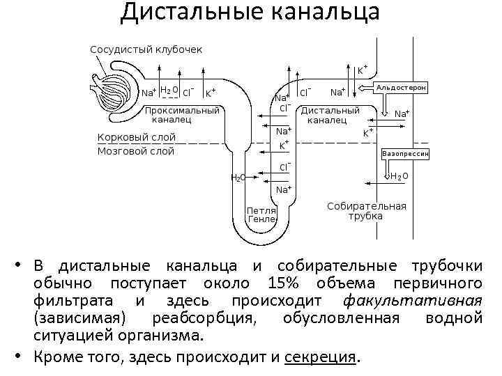 Дистальные канальца • В дистальные канальца и собирательные трубочки обычно поступает около 15% объема