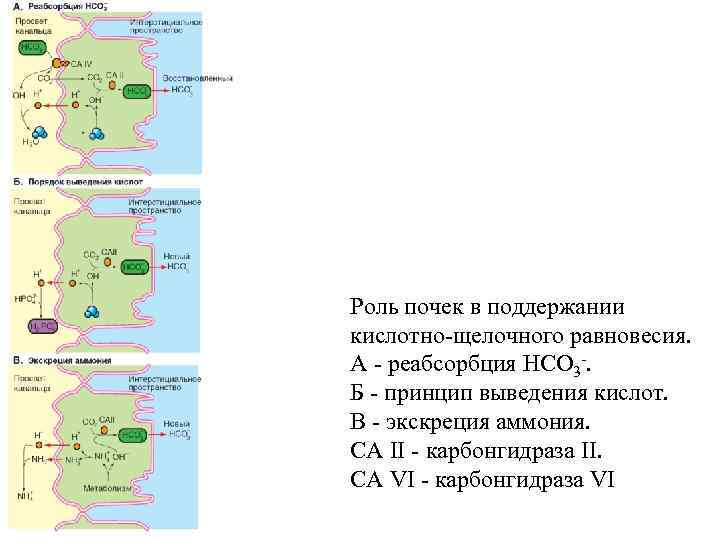 Роль почек в поддержании кислотно-щелочного равновесия. А - реабсорбция НСO 3 -. Б -