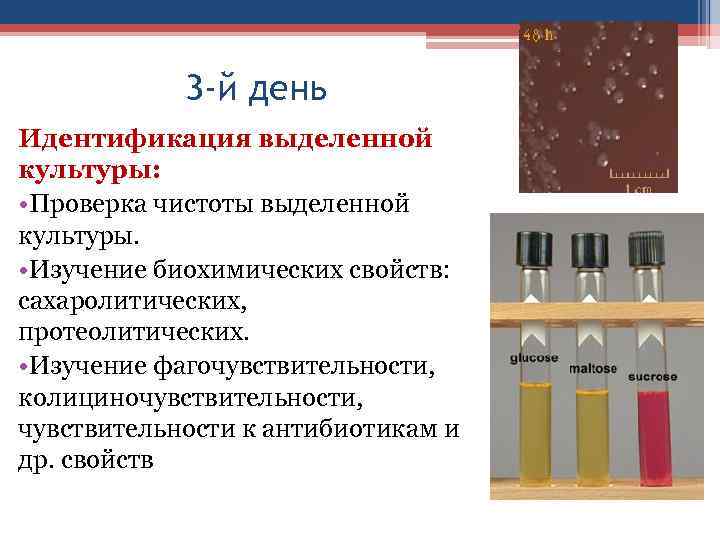 3 -й день Идентификация выделенной культуры: • Проверка чистоты выделенной культуры. • Изучение биохимических