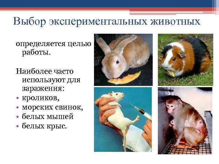 Выбор экспериментальных животных определяется целью работы. Наиболее часто используют для заражения: • кроликов, •