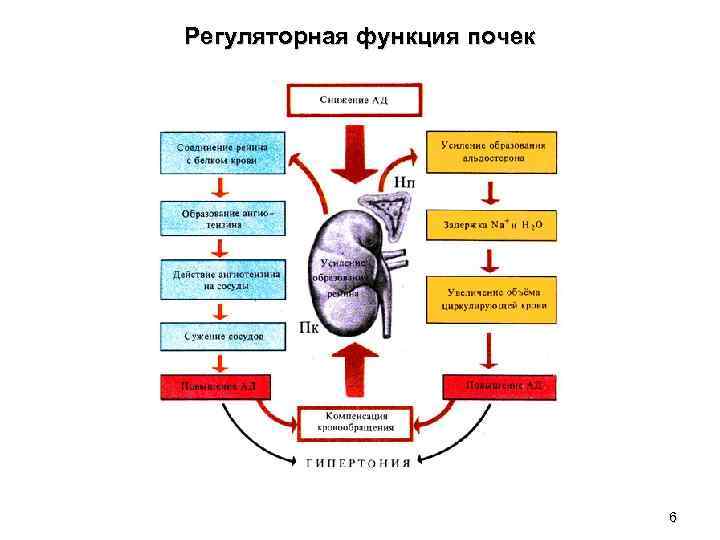 Функции почек презентация