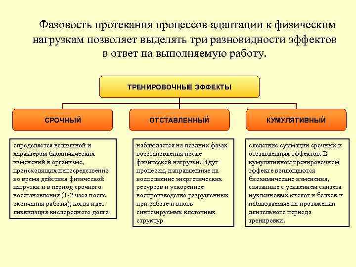 Адаптация к физическим нагрузкам презентация