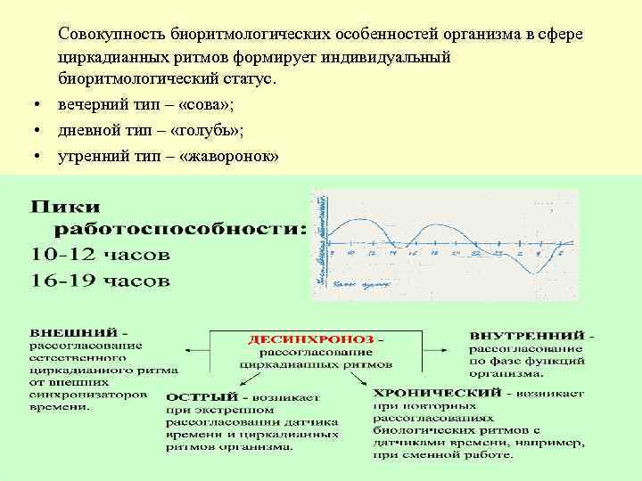  Совокупность биоритмологических особенностей организма в сфере  циркадианных ритмов формирует индивидуальный  биоритмологический