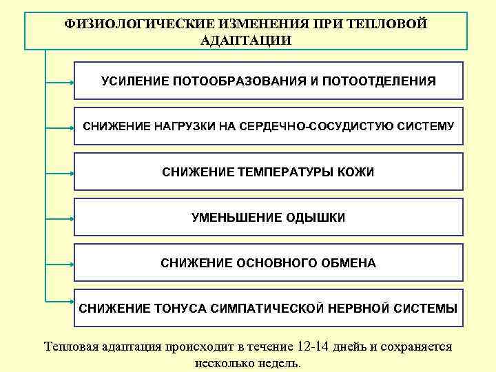   ФИЗИОЛОГИЧЕСКИЕ ИЗМЕНЕНИЯ ПРИ ТЕПЛОВОЙ   АДАПТАЦИИ  УСИЛЕНИЕ ПОТООБРАЗОВАНИЯ И ПОТООТДЕЛЕНИЯ