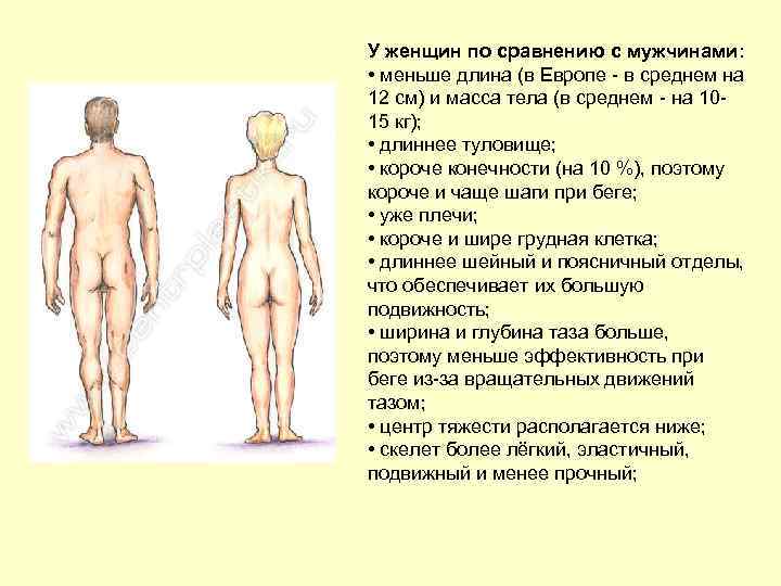 У женщин по сравнению с мужчинами:  • меньше длина (в Европе - в