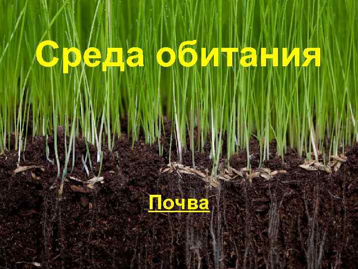 Среда обитания Почва 